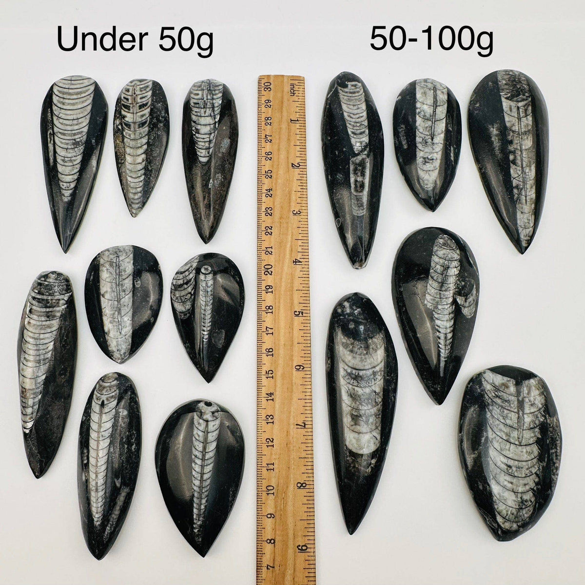 Orthoceras Polished Fossil