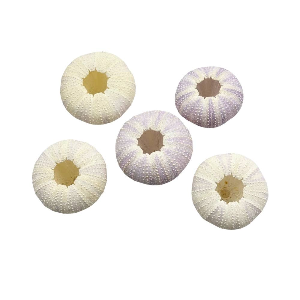 Violet Urchin