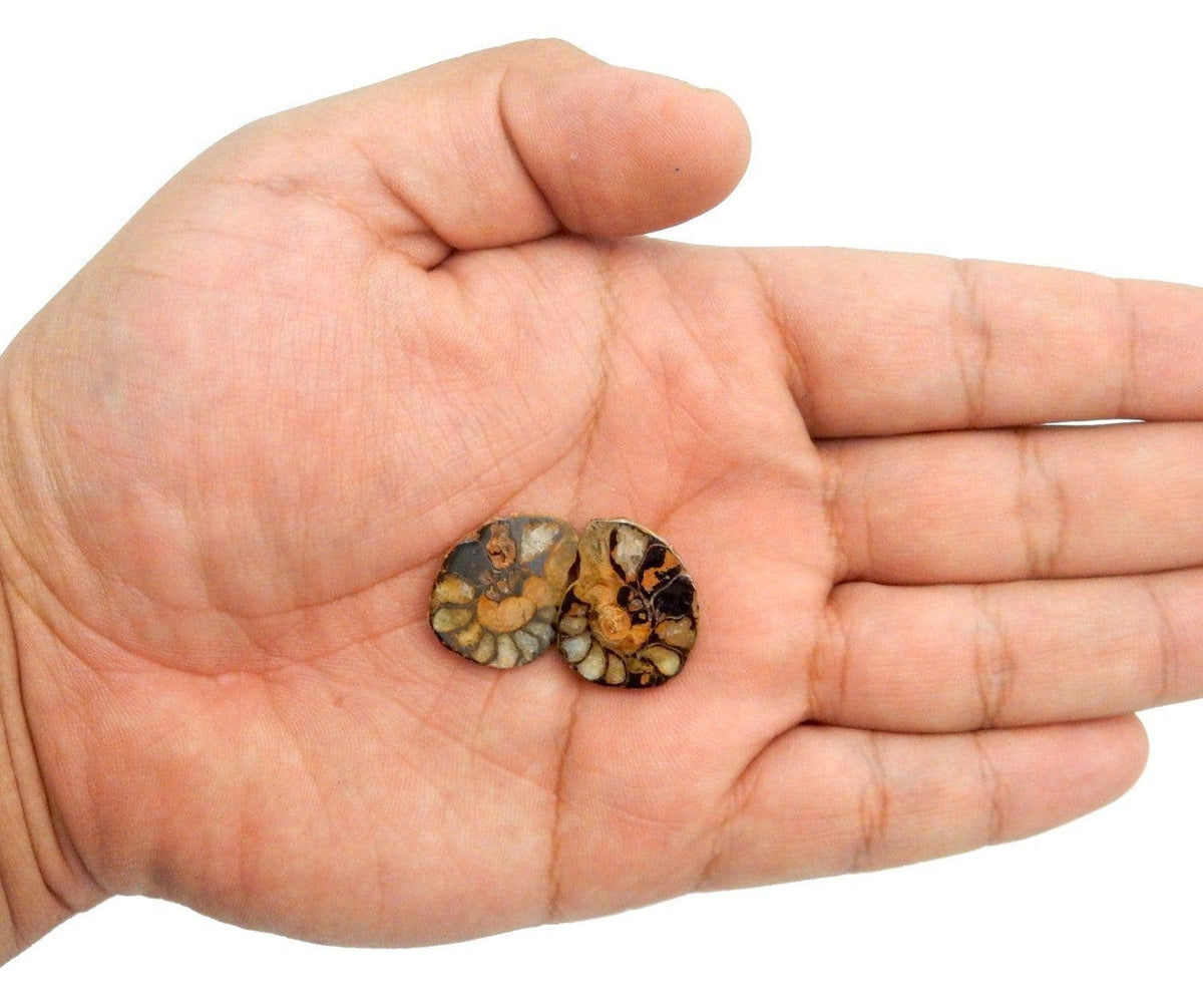Hematite Ammonite Fossil Pair Spiritual Stone