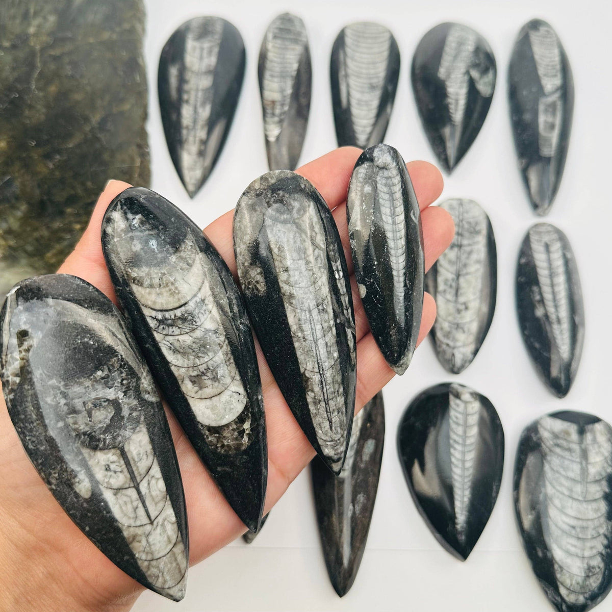 Orthoceras Polished Fossil