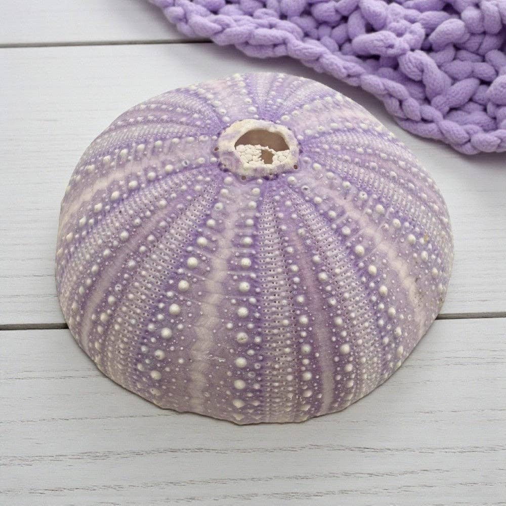 Violet Urchin