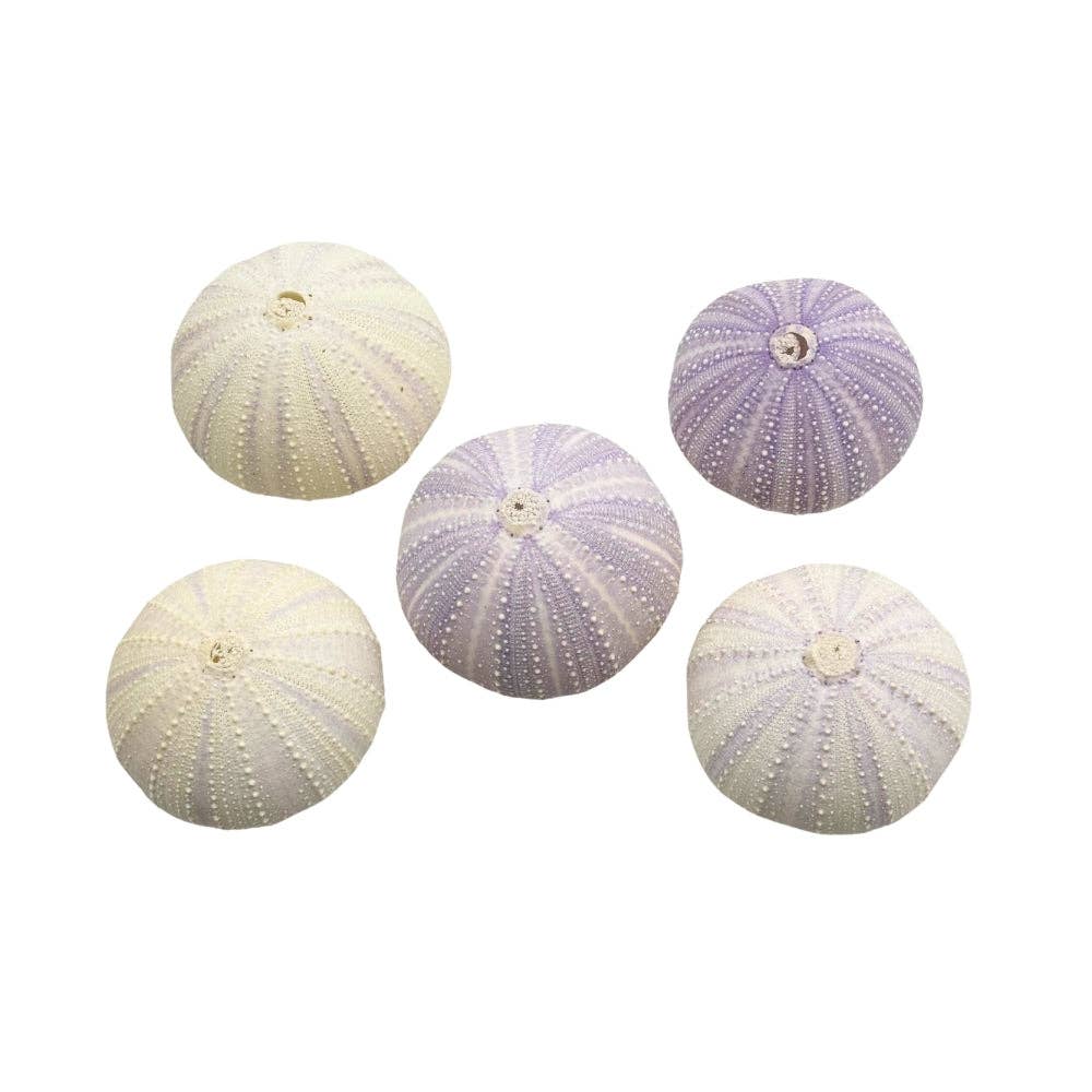Violet Urchin