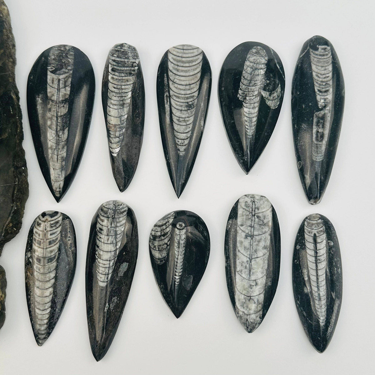Orthoceras Polished Fossil