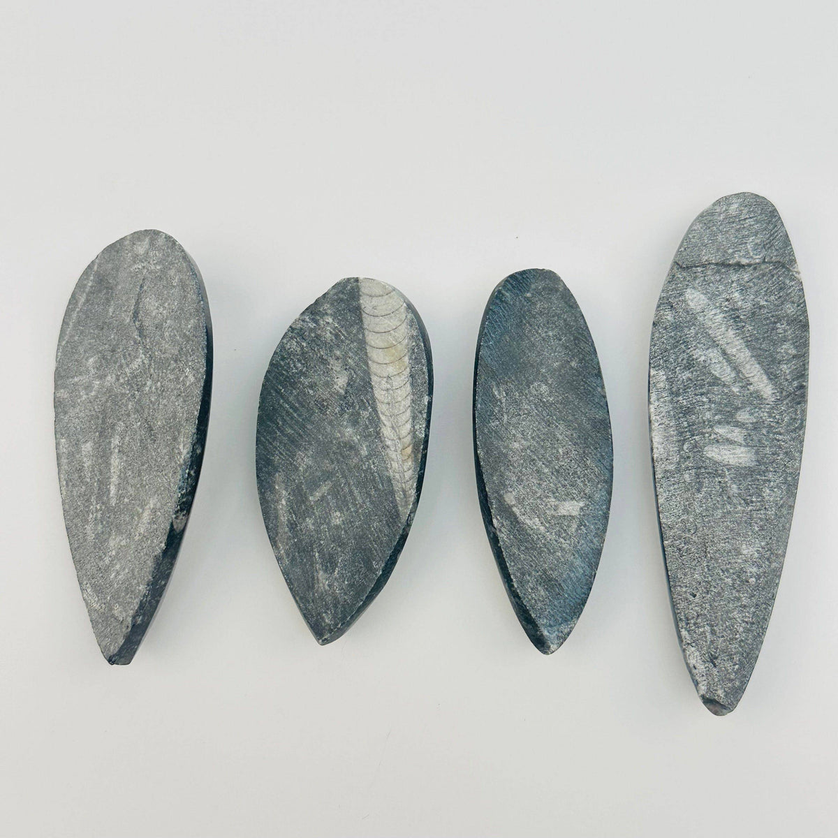 Orthoceras Polished Fossil