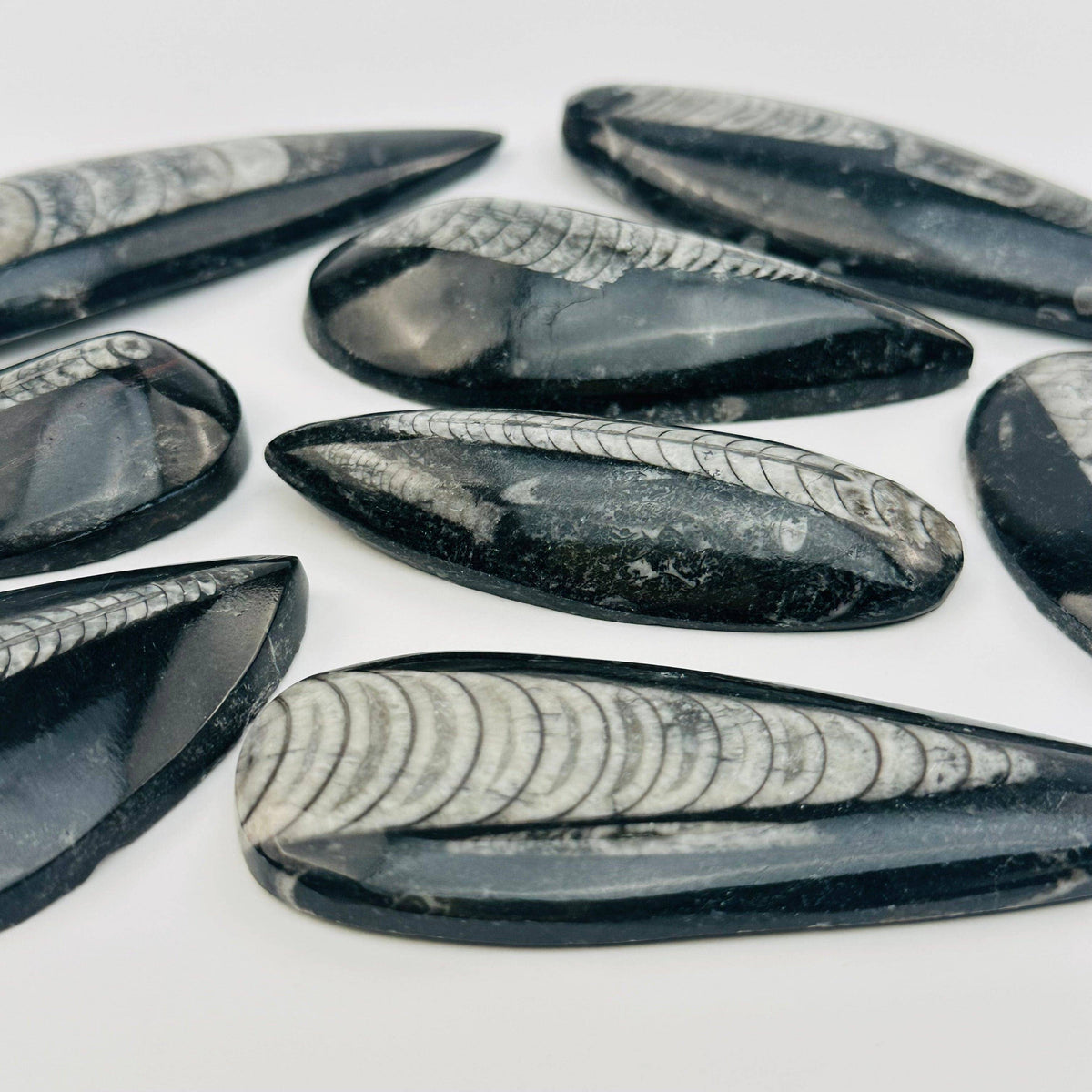 Orthoceras Polished Fossil