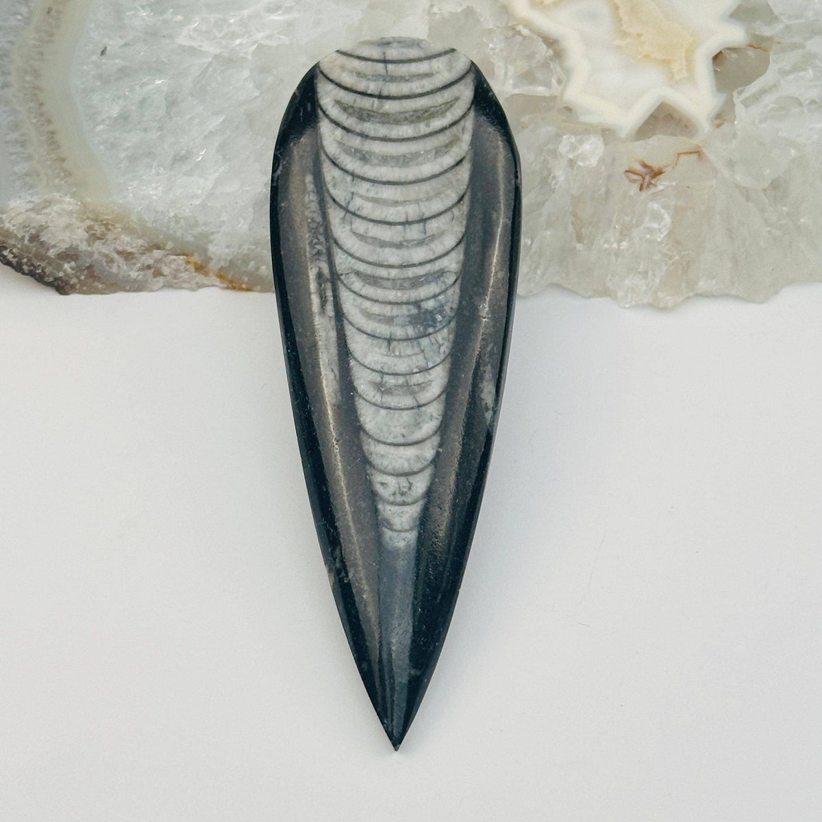 Orthoceras Polished Fossil