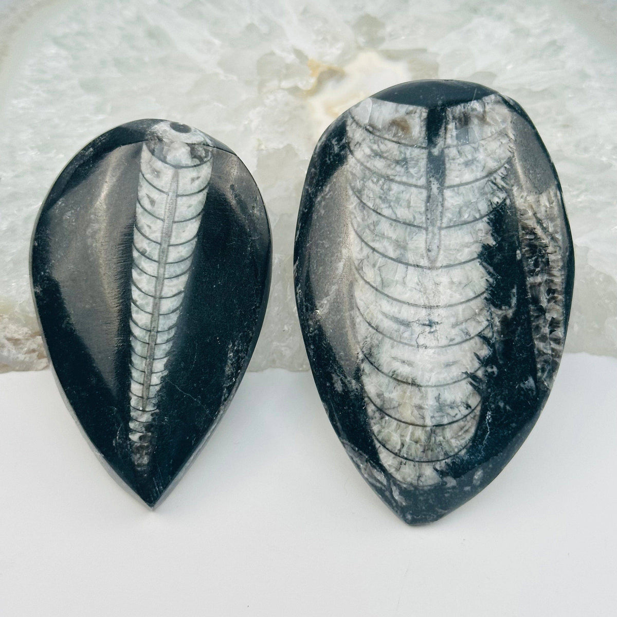 Orthoceras Polished Fossil