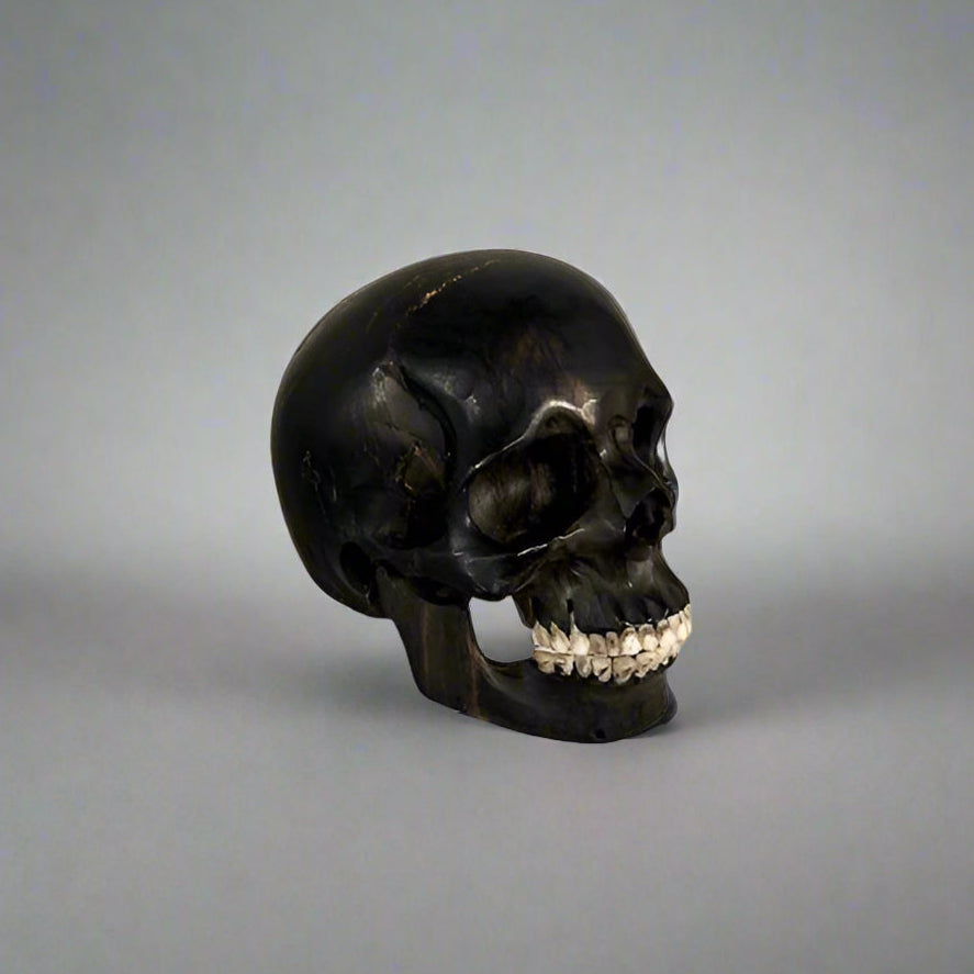 Skull Sculpture, Ebony & Bone