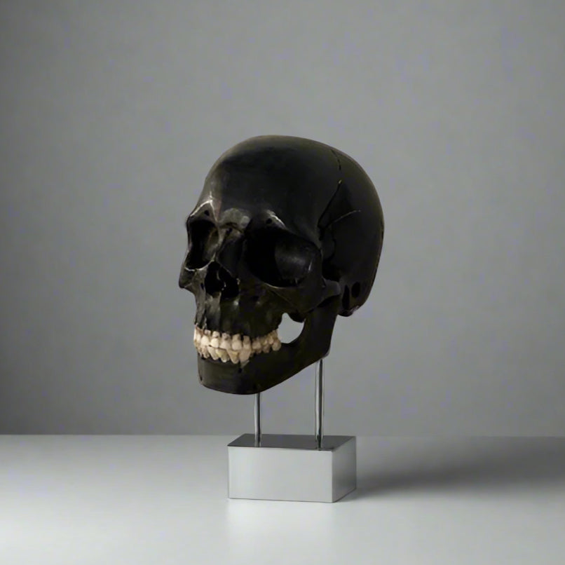 Skull Sculpture, Ebony & Bone