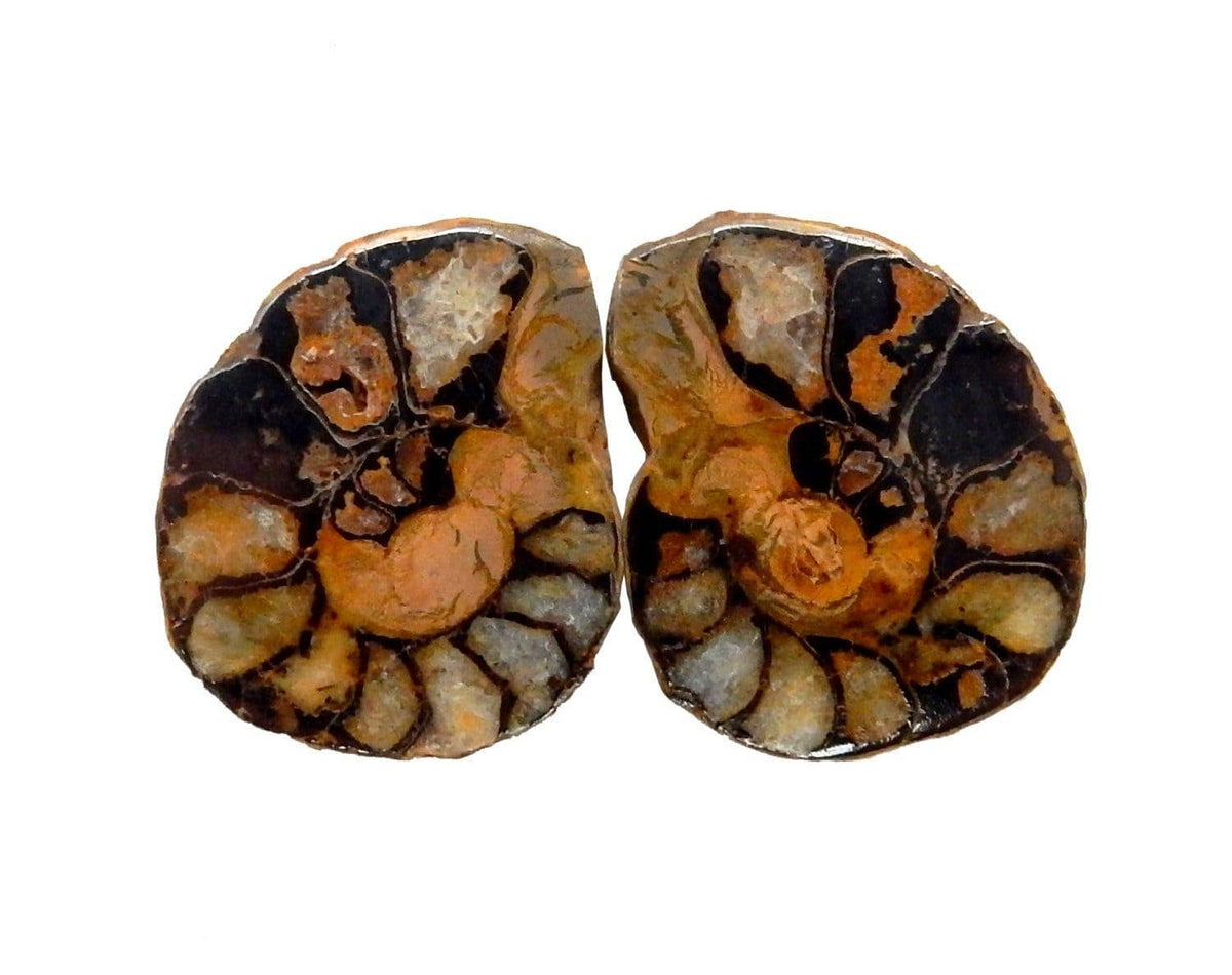 Hematite Ammonite Fossil Pair Spiritual Stone