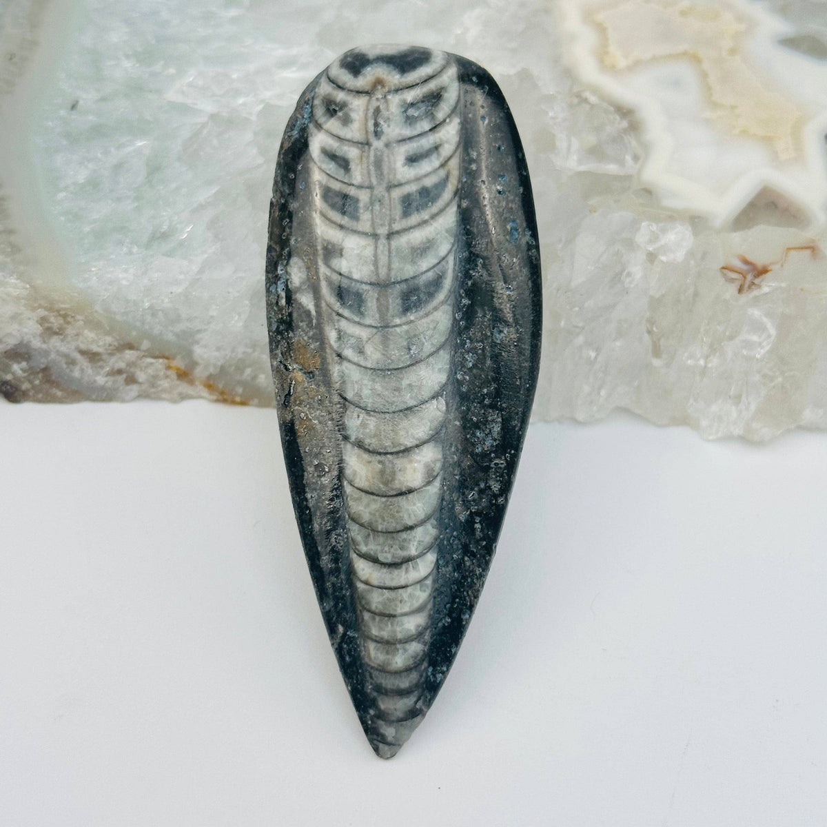 Orthoceras Polished Fossil