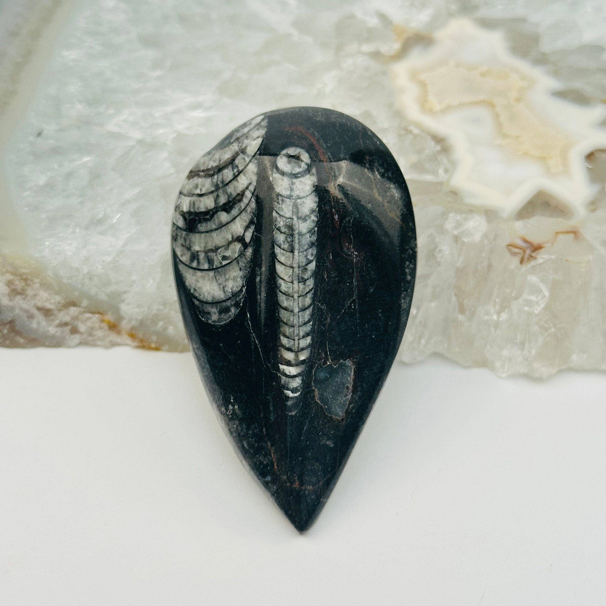 Orthoceras Polished Fossil