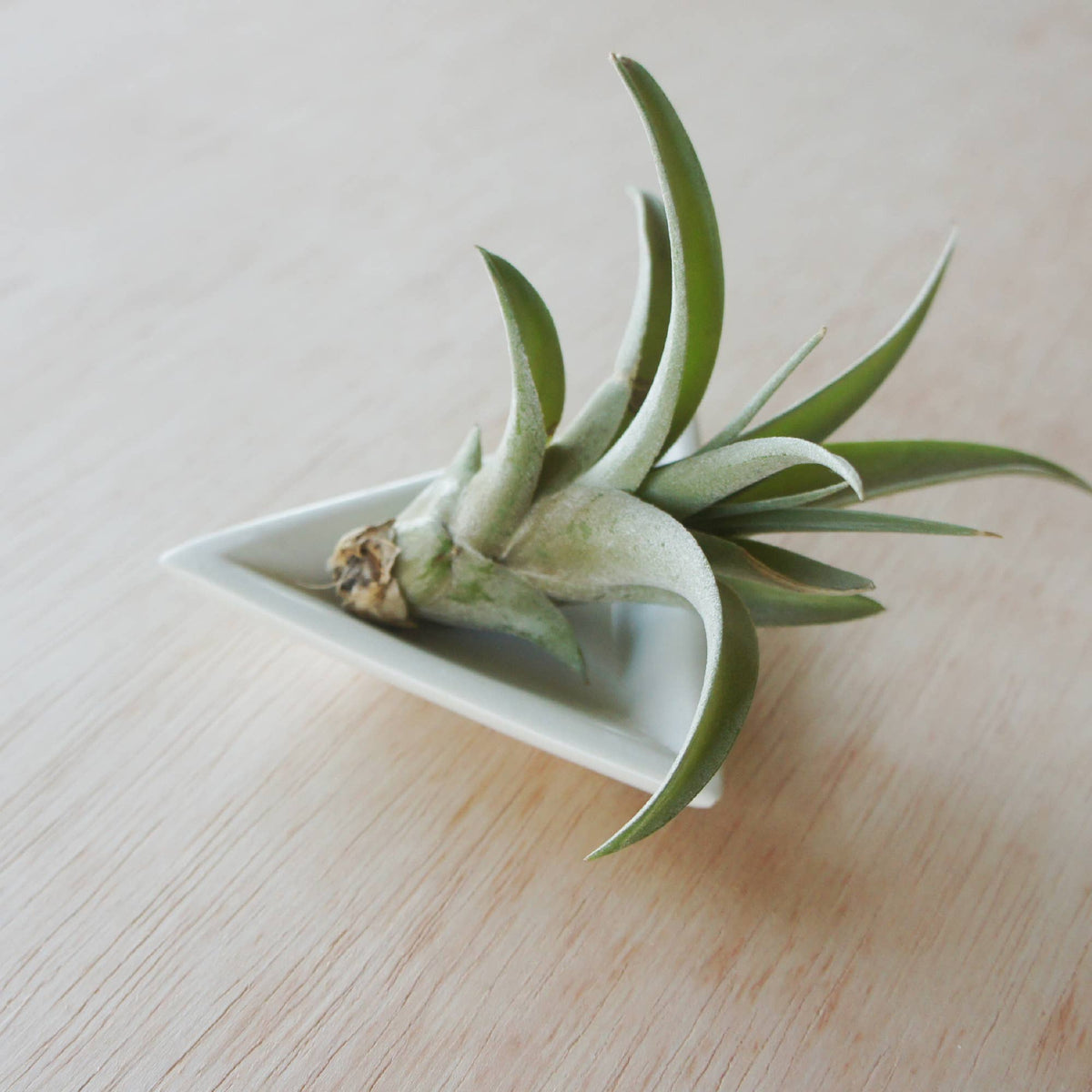 Hand Carved Triangle Dish, Kenya